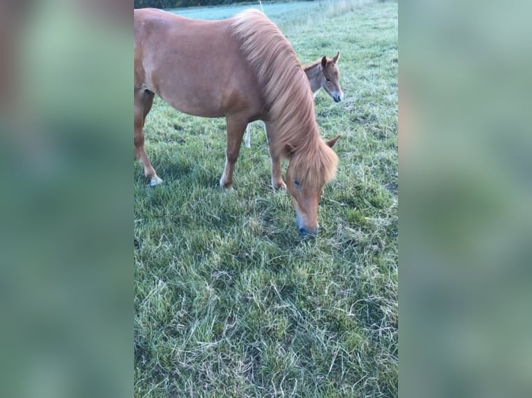 Islandpferd Stute 11 Jahre 136 cm Fuchs in Stapelfeld