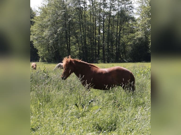 Islandpferd Stute 11 Jahre 136 cm Fuchs in Stapelfeld