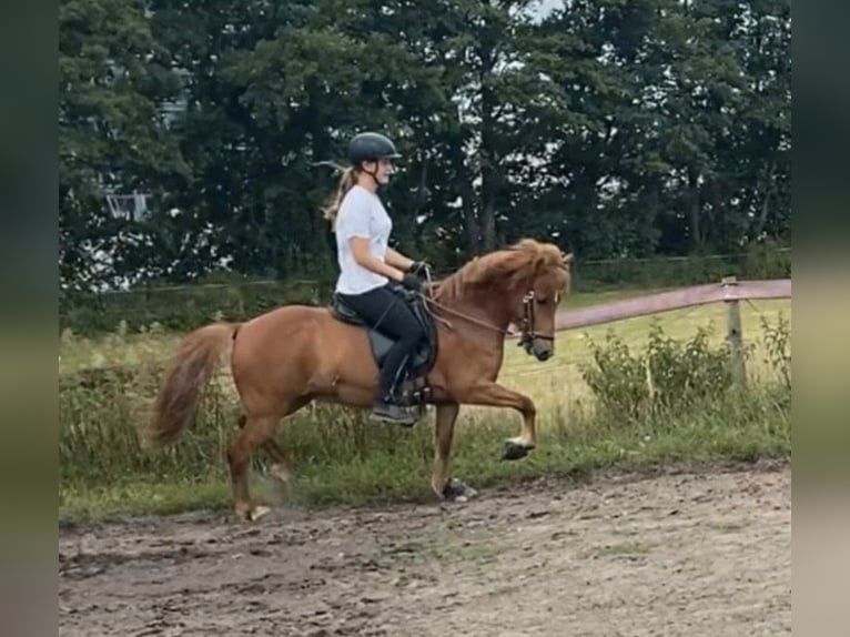 Islandpferd Stute 11 Jahre 136 cm Fuchs in Stapelfeld