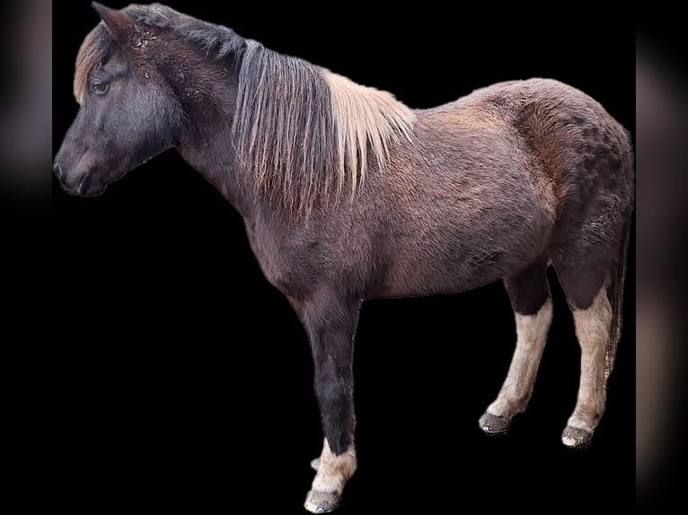 Islandpferd Stute 11 Jahre 136 cm Schecke in Schleiden
