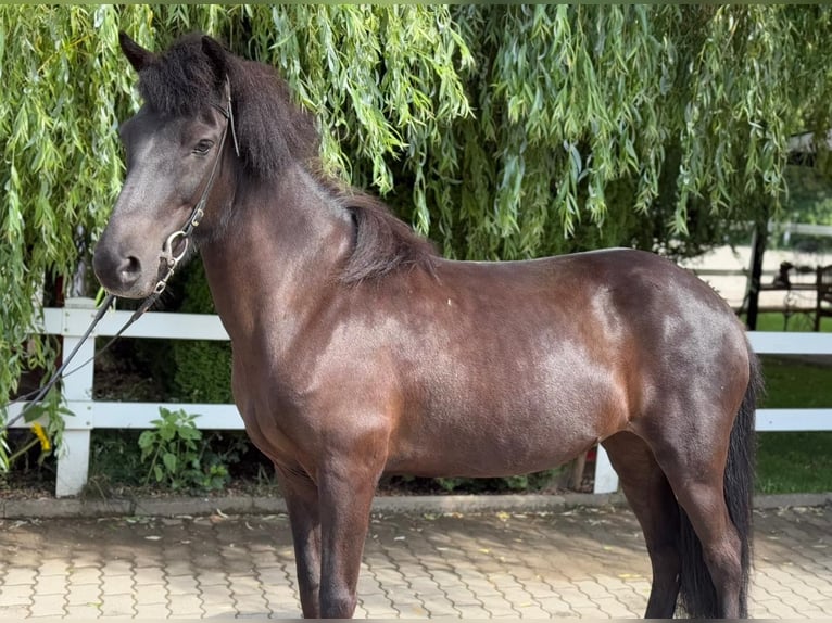 Islandpferd Stute 11 Jahre 137 cm Rappe in Lochen am See