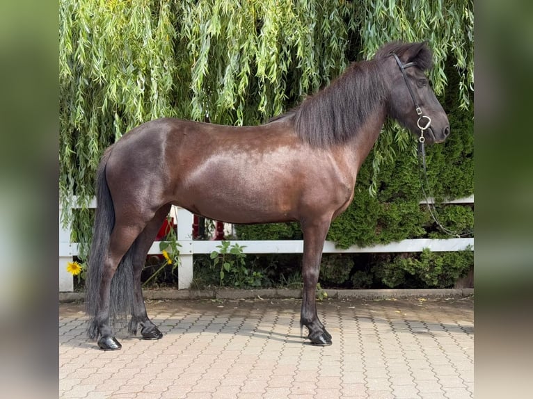 Islandpferd Stute 11 Jahre 137 cm Rappe in Lochen am See