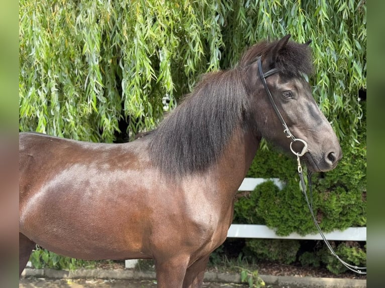 Islandpferd Stute 11 Jahre 137 cm Rappe in Lochen am See