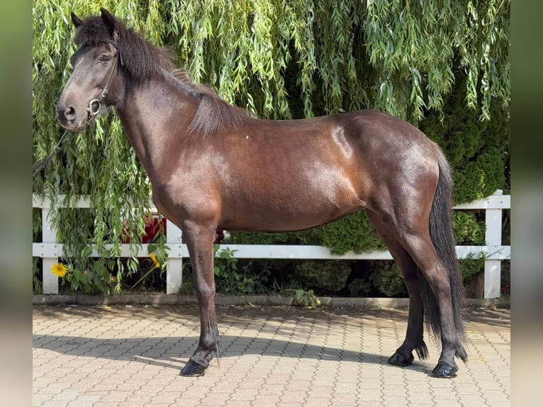 Islandpferd Stute 11 Jahre 137 cm Rappe in Lochen am See