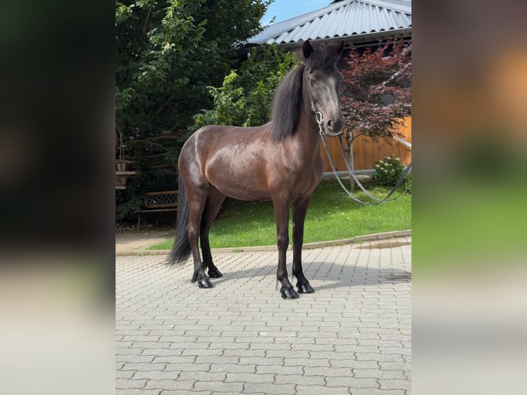 Islandpferd Stute 11 Jahre 137 cm Rappe in Lochen am See