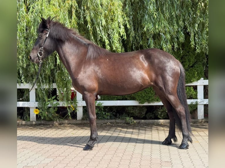Islandpferd Stute 11 Jahre 137 cm Rappe in Lochen am See