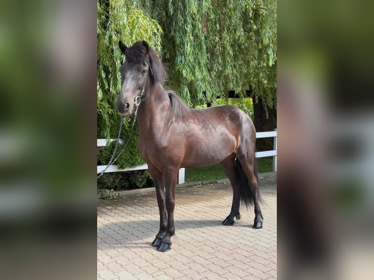 Islandpferd Stute 11 Jahre 137 cm Rappe in Lochen am See