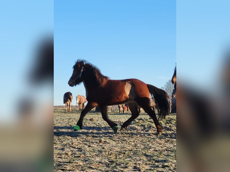 Islandpferd Stute 11 Jahre 138 cm Brauner in K&#xFC;rten