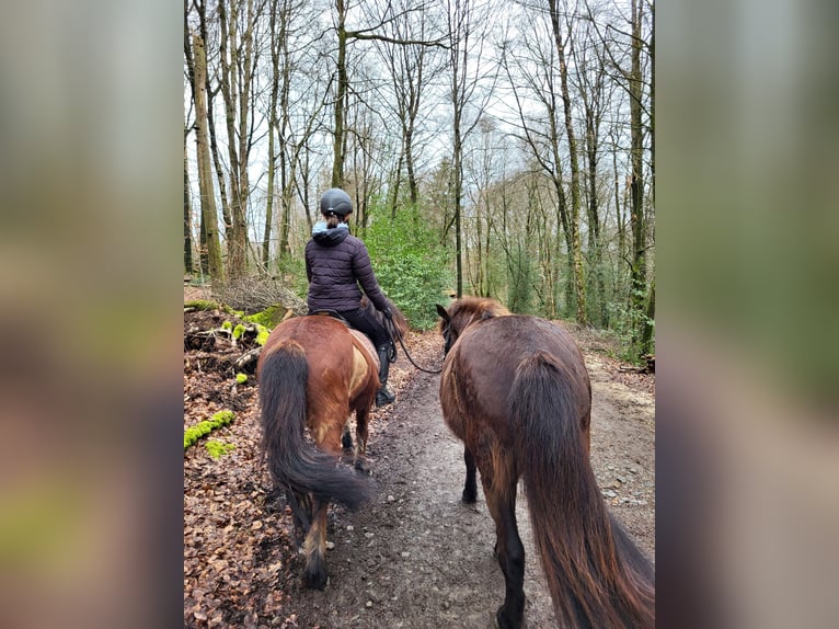 Islandpferd Stute 11 Jahre 138 cm Brauner in K&#xFC;rten