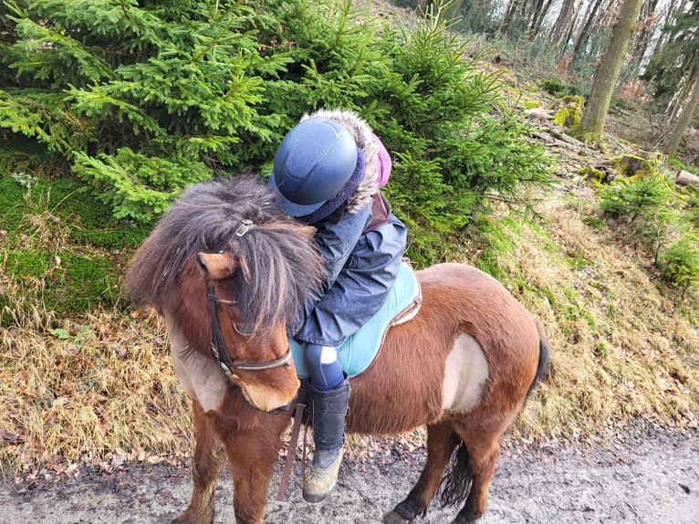 Islandpferd Stute 11 Jahre 138 cm Brauner in K&#xFC;rten