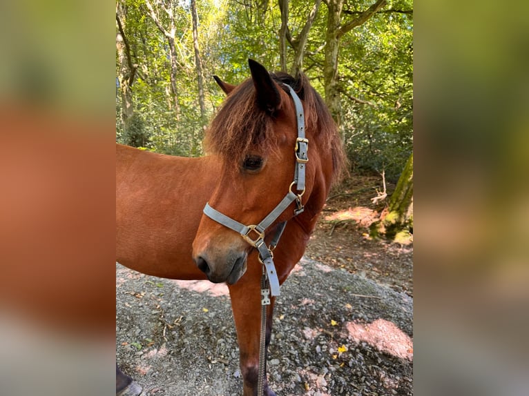 Islandpferd Stute 11 Jahre 138 cm Brauner in K&#xFC;rten