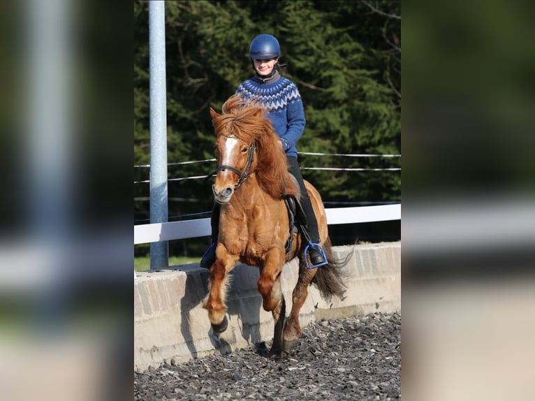 Islandpferd Stute 11 Jahre 138 cm Falbe in Röhrsdorf