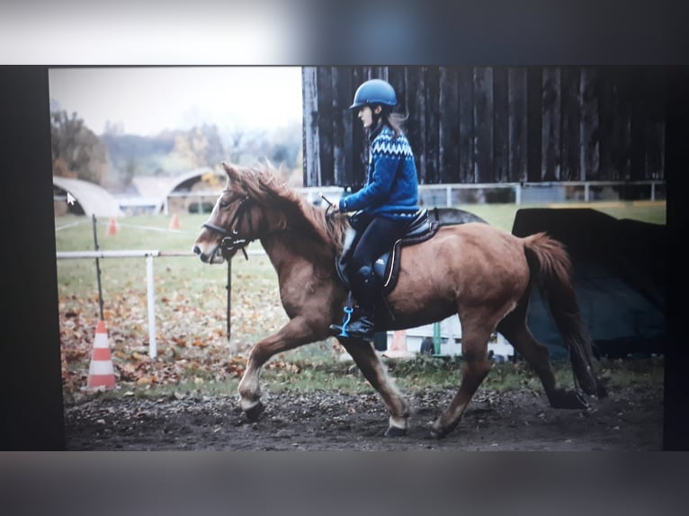 Islandpferd Stute 11 Jahre 138 cm Falbe in Röhrsdorf