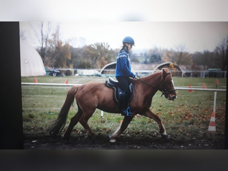 Islandpferd Stute 11 Jahre 138 cm Falbe in Röhrsdorf