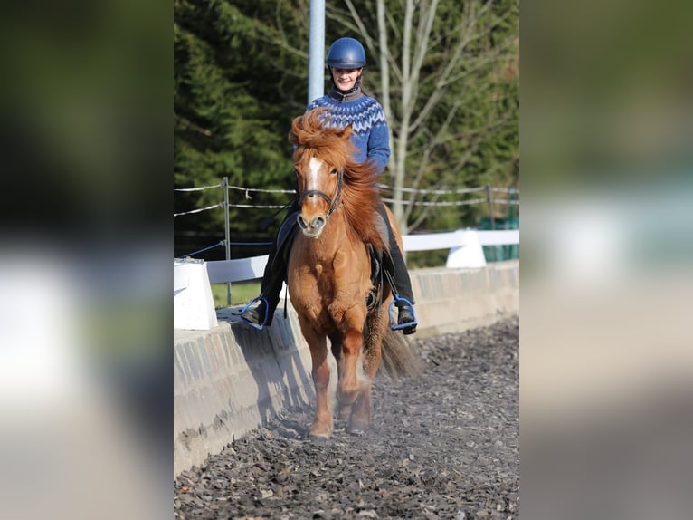 Islandpferd Stute 11 Jahre 138 cm Falbe in Röhrsdorf