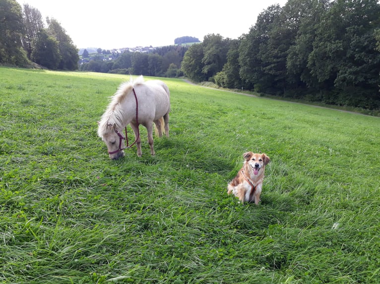 Islandpferd Stute 11 Jahre 138 cm  in Lindlar