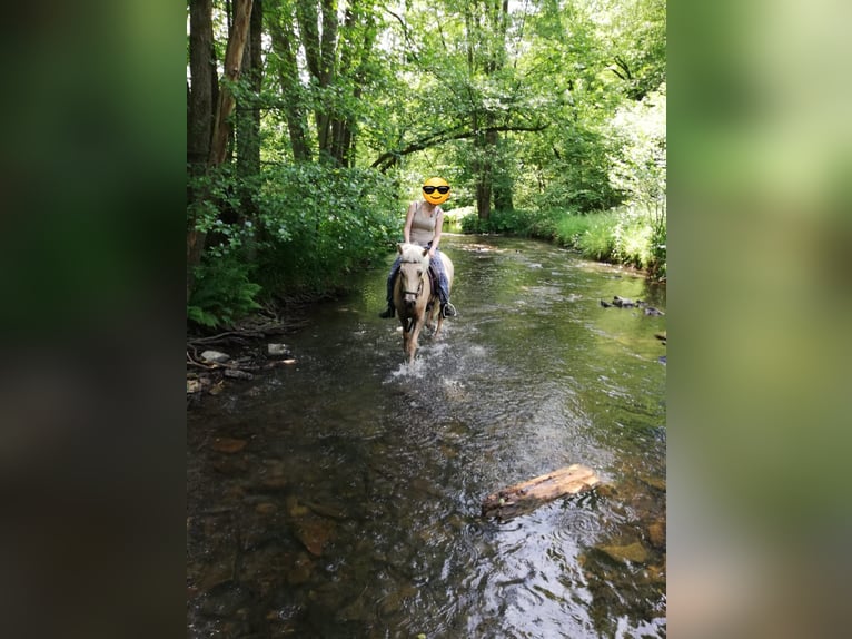 Islandpferd Stute 11 Jahre 138 cm  in Lindlar