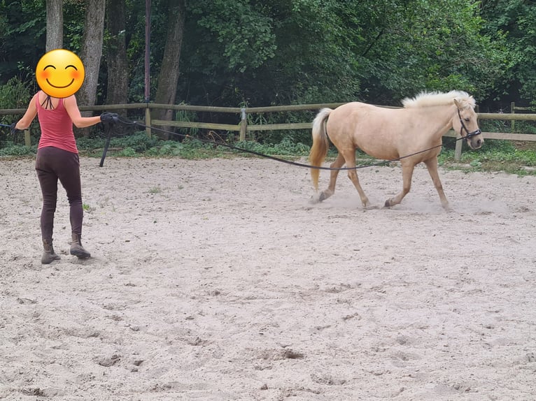 Islandpferd Stute 11 Jahre 138 cm  in Lindlar