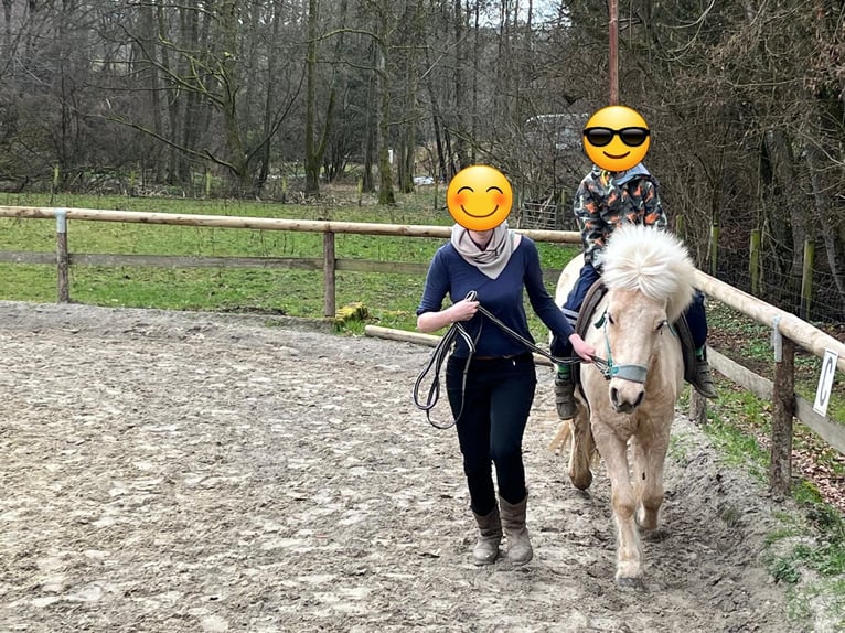 Islandpferd Stute 11 Jahre 138 cm  in Lindlar
