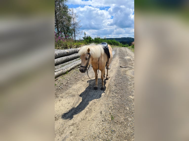 Islandpferd Stute 11 Jahre 138 cm  in Lindlar