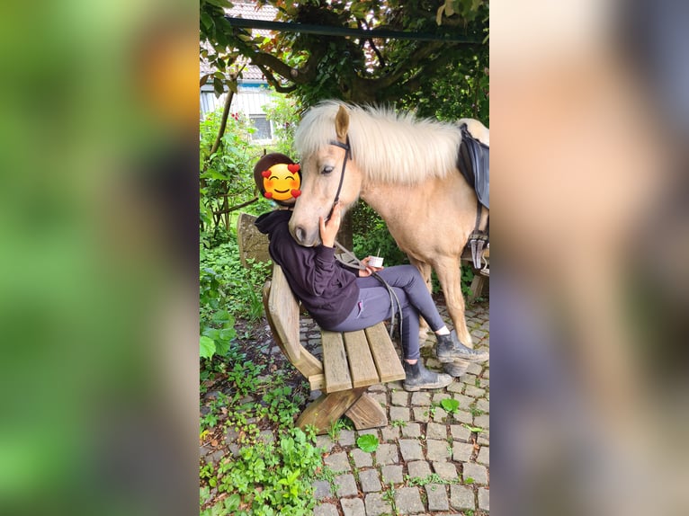 Islandpferd Stute 11 Jahre 138 cm  in Lindlar