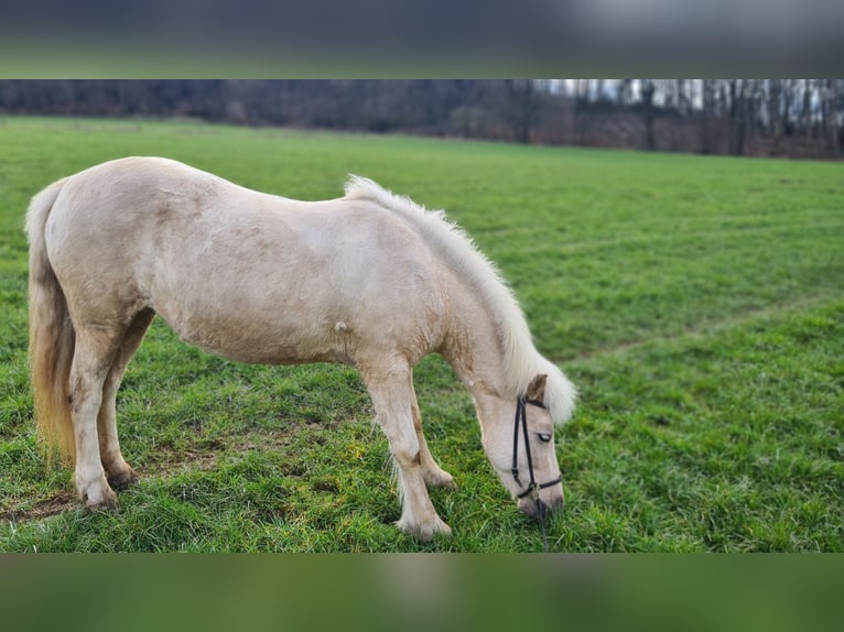 Islandpferd Stute 11 Jahre 138 cm  in Lindlar