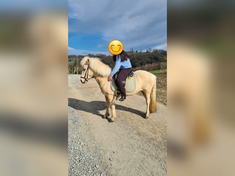 Islandpferd Stute 11 Jahre 138 cm  in Lindlar