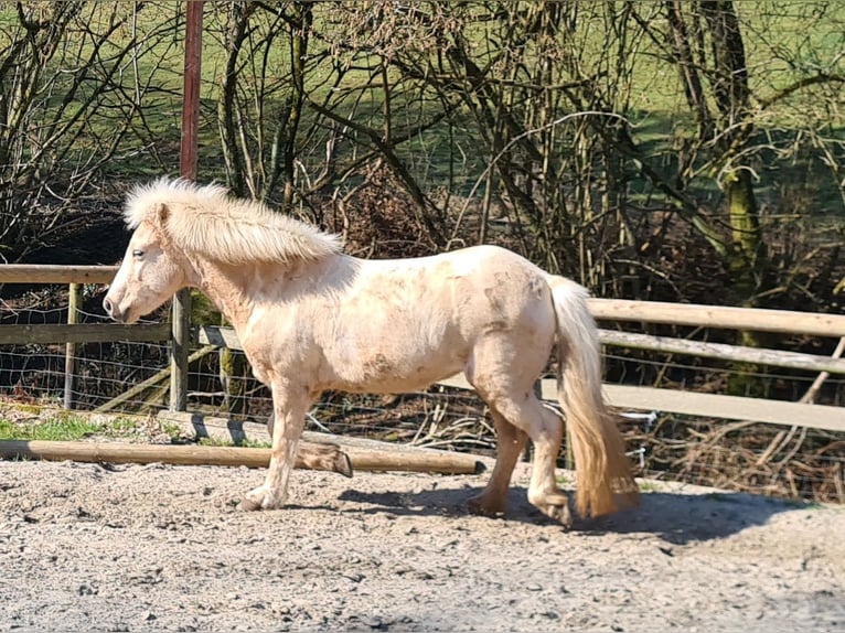 Islandpferd Stute 11 Jahre 138 cm  in Lindlar