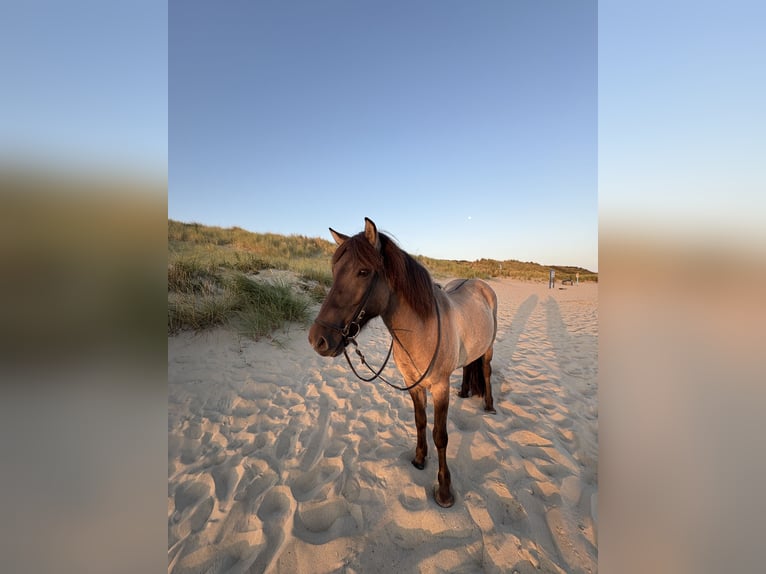 Islandpferd Stute 11 Jahre 138 cm Grullo in Schermbeck