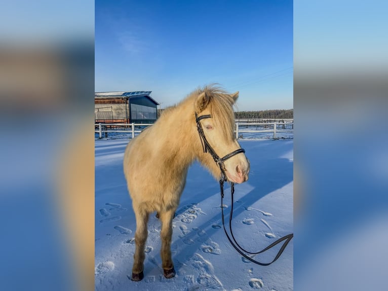 Islandpferd Stute 11 Jahre 138 cm Perlino in Heiden