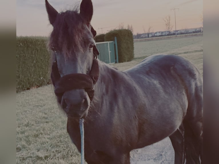 Islandpferd Stute 11 Jahre 138 cm Rappe in Viernheim