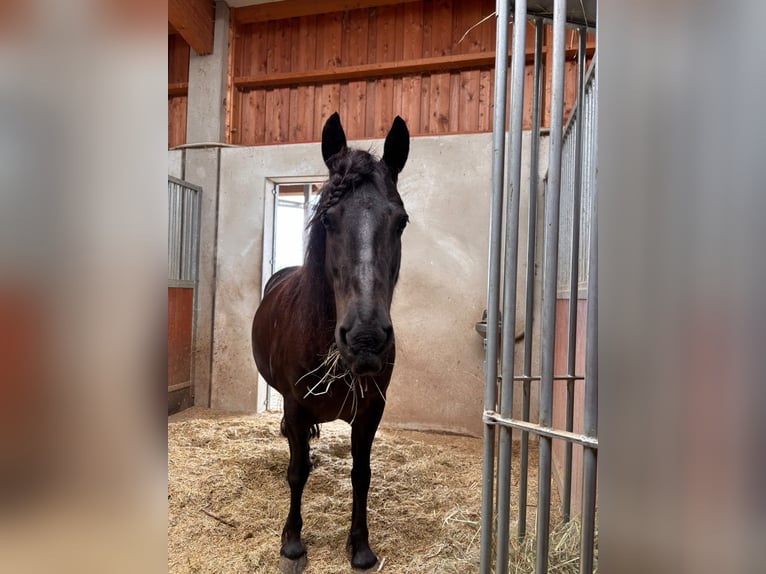 Islandpferd Stute 11 Jahre 138 cm Rappe in Viernheim