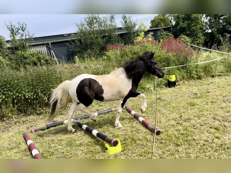 Islandpferd Stute 11 Jahre 138 cm Schecke in Kraichtal