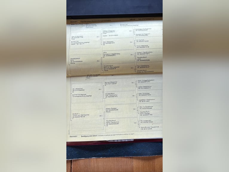 Islandpferd Stute 11 Jahre 138 cm Schecke in Kraichtal