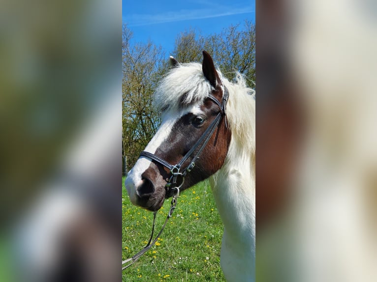 Islandpferd Stute 11 Jahre 138 cm Schecke in Westerstetten