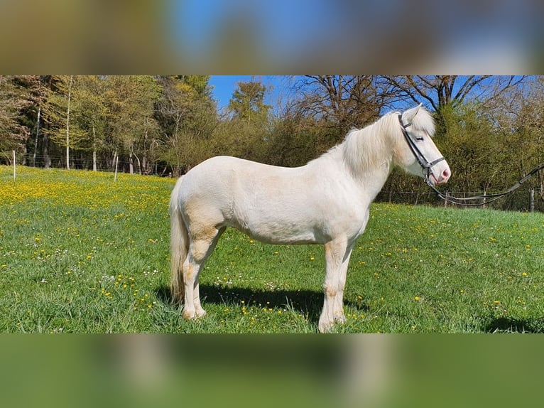 Islandpferd Stute 11 Jahre 138 cm Schecke in Westerstetten