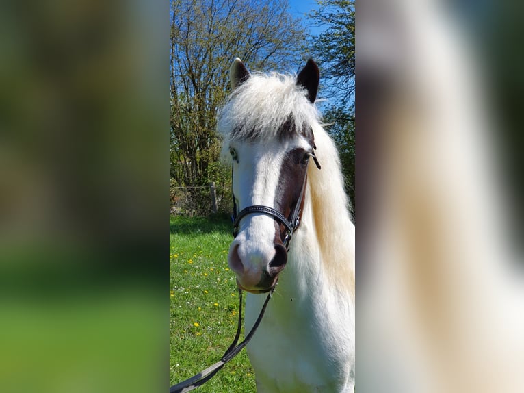 Islandpferd Stute 11 Jahre 138 cm Schecke in Westerstetten