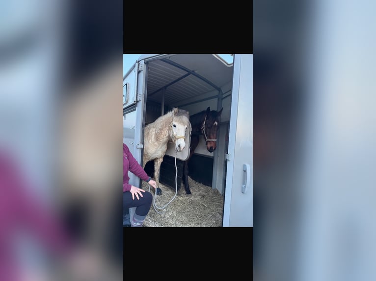 Islandpferd Stute 11 Jahre 139 cm Kann Schimmel werden in Zweibrücken