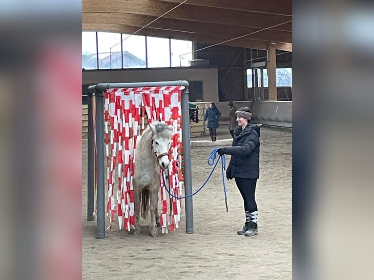 Islandpferd Stute 11 Jahre 139 cm Kann Schimmel werden in Zweibrücken