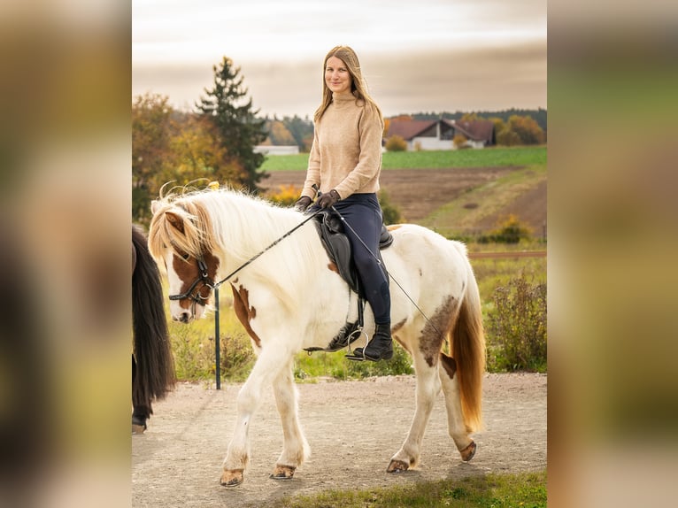 Islandpferd Stute 11 Jahre 139 cm Schecke in Vilshofen