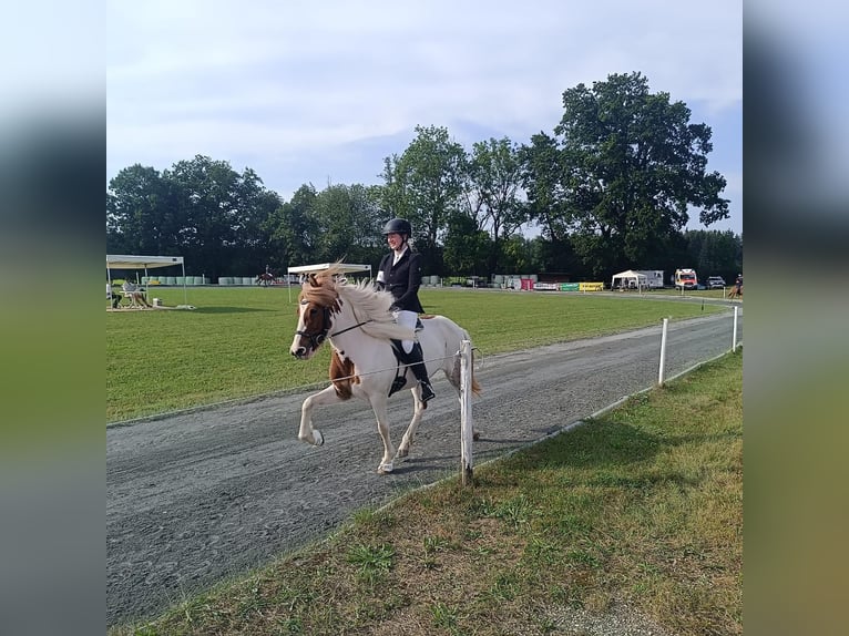 Islandpferd Stute 11 Jahre 139 cm Schecke in Vilshofen