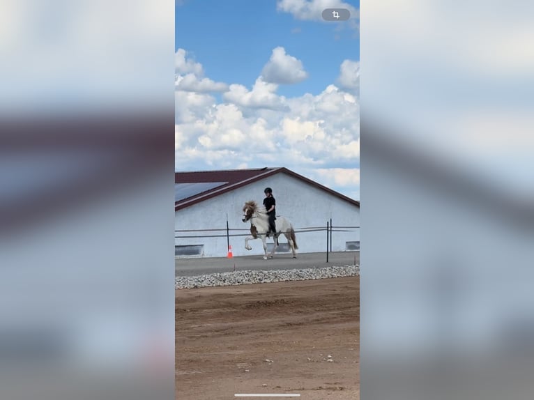 Islandpferd Stute 11 Jahre 139 cm Schecke in Vilshofen