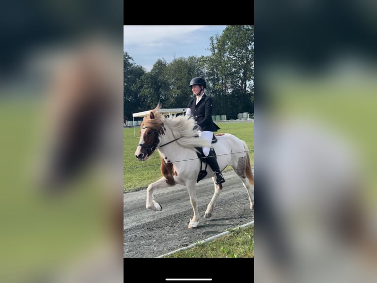 Islandpferd Stute 11 Jahre 139 cm Schecke in Vilshofen