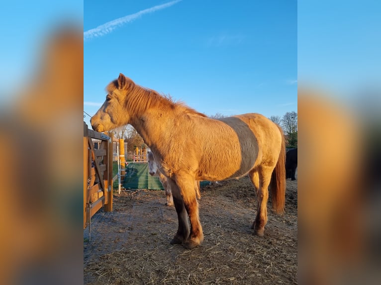Islandpferd Stute 11 Jahre 140 cm Buckskin in Eilenstedt