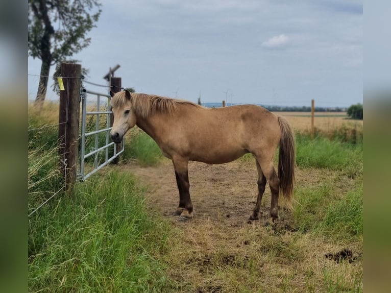 Islandpferd Stute 11 Jahre 140 cm Buckskin in Eilenstedt