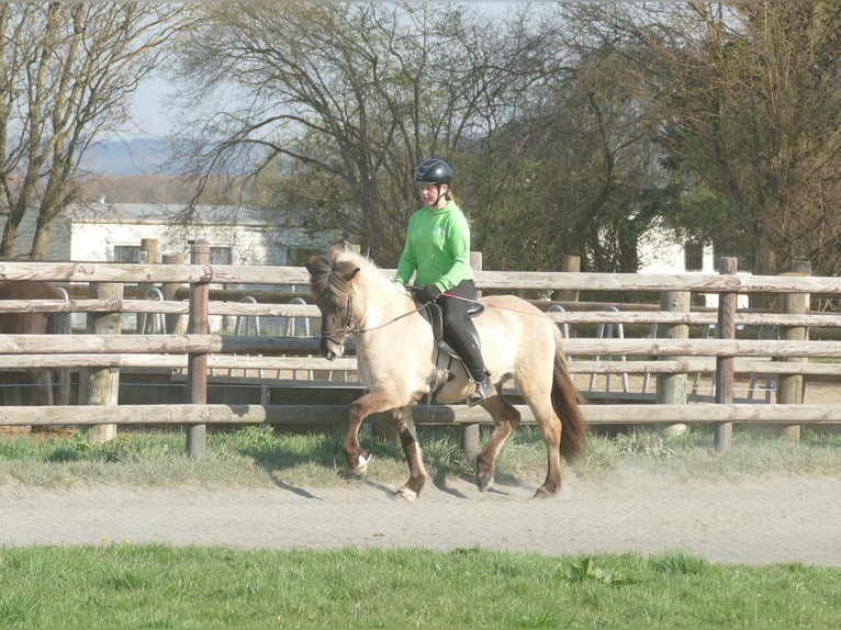 Islandpferd Stute 11 Jahre 140 cm Falbe in Euskirchen
