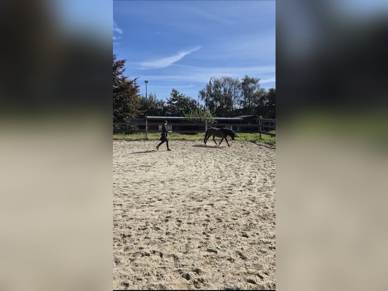 Islandpferd Stute 11 Jahre 140 cm in Seevetal