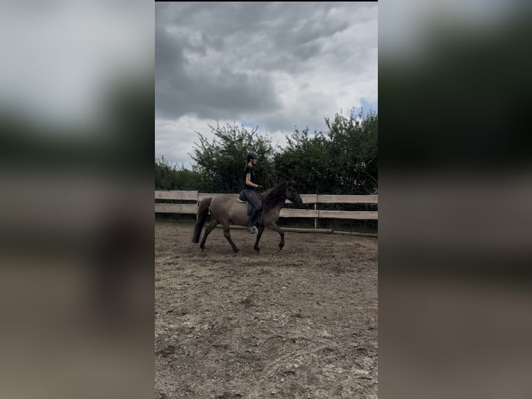 Islandpferd Stute 11 Jahre 140 cm in Seevetal