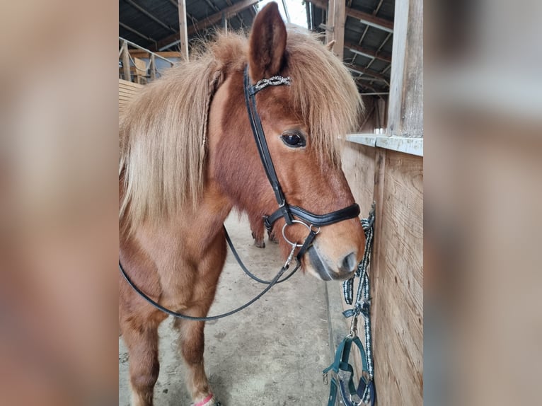 Islandpferd Stute 11 Jahre 140 cm Fuchs in Siek