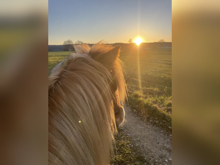 Islandpferd Stute 11 Jahre 140 cm Fuchs in Geretsried